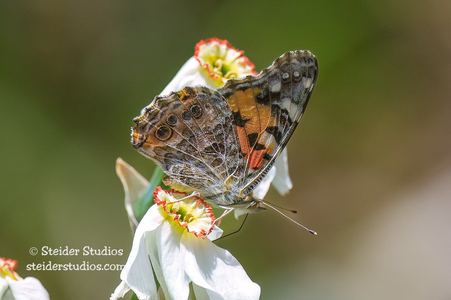 Butterflies of the Columbia Gorge — Steider Studios
